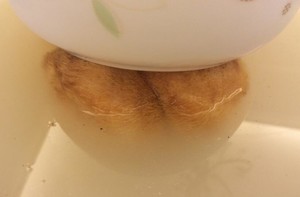 猴头菇养胃汤的做法 步骤3